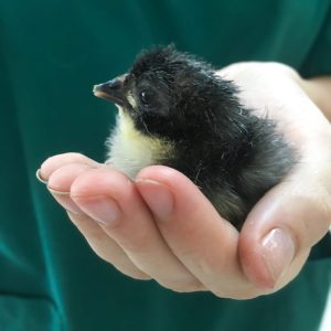 Encounter Bay Vet baby bird held in hand