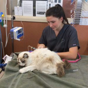 Encounter Bay Vet cat on intravenous fluids