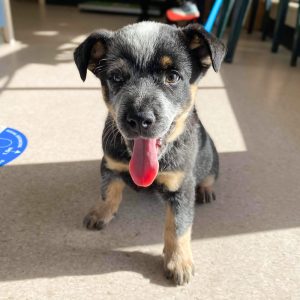 Encounter Bay Vet puppy sitting with tongue out