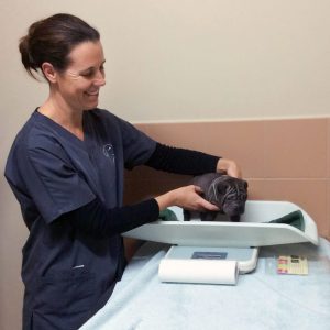 Encounter Bay Vet puppy being weighed on scales at vet