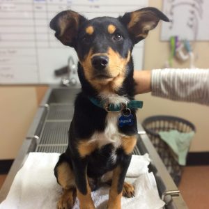 Encounter Bay Vet Frankie the Kelpie