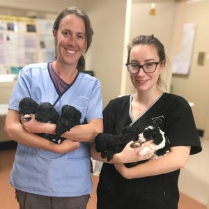 Encounter Bay Vet Dr Eleanor holding puppies