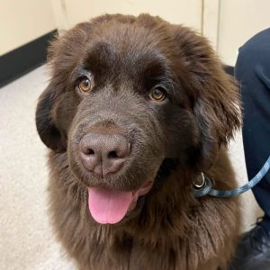 Encounter Bay Vet Newfoundland Puppy