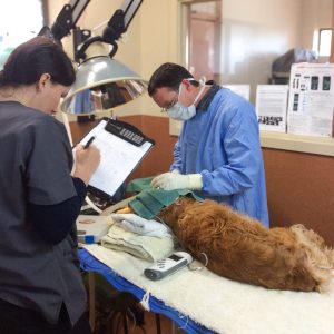 Encounter Bay Vet Dr Shaun performing a veterinary procedure