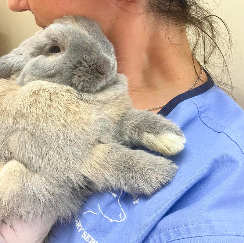 Encounter Bay Vet rabbit cuddling vet nurse